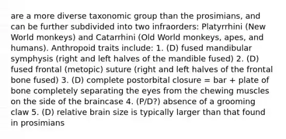 are a more diverse taxonomic group than the prosimians, and can be further subdivided into two infraorders: Platyrrhini (New World monkeys) and Catarrhini (Old World monkeys, apes, and humans). Anthropoid traits include: 1. (D) fused mandibular symphysis (right and left halves of the mandible fused) 2. (D) fused frontal (metopic) suture (right and left halves of the frontal bone fused) 3. (D) complete postorbital closure = bar + plate of bone completely separating the eyes from the chewing muscles on the side of <a href='https://www.questionai.com/knowledge/kLMtJeqKp6-the-brain' class='anchor-knowledge'>the brain</a>case 4. (P/D?) absence of a grooming claw 5. (D) relative brain size is typically larger than that found in prosimians