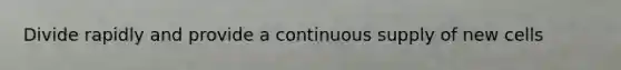 Divide rapidly and provide a continuous supply of new cells
