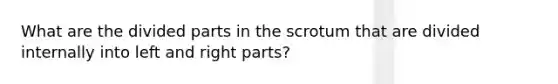 What are the divided parts in the scrotum that are divided internally into left and right parts?