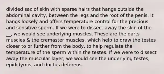 divided sac of skin with sparse hairs that hangs outside the abdominal cavity, between the legs and the root of the penis. It hangs loosely and offers temperature control for the precious and sensitive sperm. If we were to dissect away the skin of the __, we would see underlying muscles. These are the darts muscles & the cremaster muscles, which help to draw the testes closer to or further from the body, to help regulate the temperature of the sperm within the testes. If we were to dissect away the muscular layer, we would see the underlying testes, epididymis, and ductus deferens.