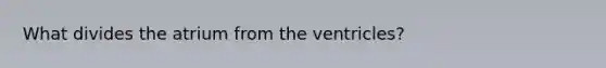 What divides the atrium from the ventricles?