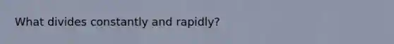 What divides constantly and rapidly?