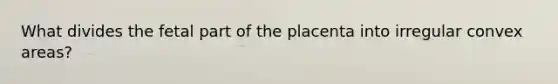 What divides the fetal part of the placenta into irregular convex areas?