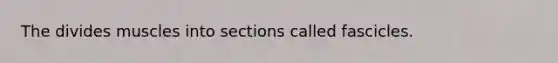 The divides muscles into sections called fascicles.