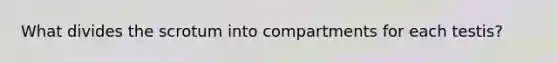 What divides the scrotum into compartments for each testis?