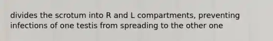 divides the scrotum into R and L compartments, preventing infections of one testis from spreading to the other one