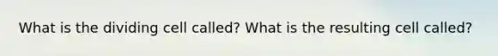 What is the dividing cell called? What is the resulting cell called?