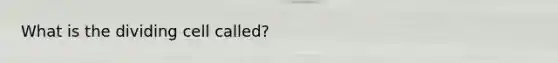 What is the dividing cell called?