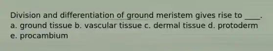 Division and differentiation of ground meristem gives rise to ____. a. <a href='https://www.questionai.com/knowledge/kb0kKBaH0H-ground-tissue' class='anchor-knowledge'>ground tissue</a> b. <a href='https://www.questionai.com/knowledge/k1HVFq17mo-vascular-tissue' class='anchor-knowledge'>vascular tissue</a> c. <a href='https://www.questionai.com/knowledge/kRKdINDJId-dermal-tissue' class='anchor-knowledge'>dermal tissue</a> d. protoderm e. procambium