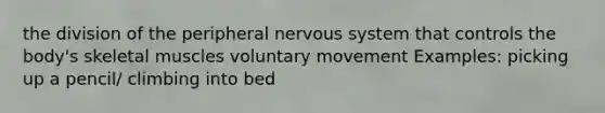 the division of the peripheral nervous system that controls the body's skeletal muscles voluntary movement Examples: picking up a pencil/ climbing into bed