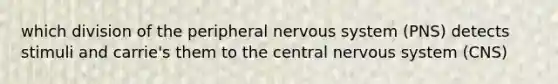 which division of the peripheral nervous system (PNS) detects stimuli and carrie's them to the central nervous system (CNS)