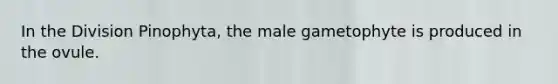 In the Division Pinophyta, the male gametophyte is produced in the ovule.
