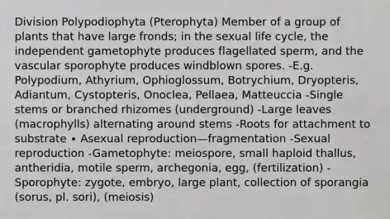 Division Polypodiophyta (Pterophyta) Member of a group of plants that have large fronds; in the sexual life cycle, the independent gametophyte produces flagellated sperm, and the vascular sporophyte produces windblown spores. -E.g. Polypodium, Athyrium, Ophioglossum, Botrychium, Dryopteris, Adiantum, Cystopteris, Onoclea, Pellaea, Matteuccia -Single stems or branched rhizomes (underground) -Large leaves (macrophylls) alternating around stems -Roots for attachment to substrate ∙ Asexual reproduction—fragmentation -Sexual reproduction -Gametophyte: meiospore, small haploid thallus, antheridia, motile sperm, archegonia, egg, (fertilization) -Sporophyte: zygote, embryo, large plant, collection of sporangia (sorus, pl. sori), (meiosis)