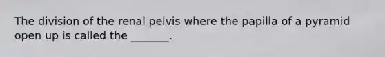 The division of the renal pelvis where the papilla of a pyramid open up is called the _______.