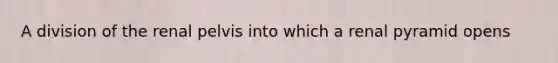 A division of the renal pelvis into which a renal pyramid opens