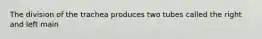 The division of the trachea produces two tubes called the right and left main