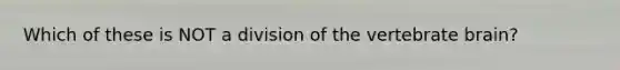 Which of these is NOT a division of the vertebrate brain?