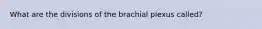 What are the divisions of the brachial plexus called?