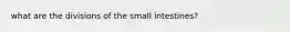 what are the divisions of the small intestines?