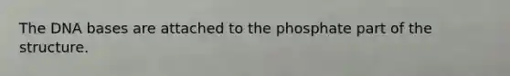 The DNA bases are attached to the phosphate part of the structure.