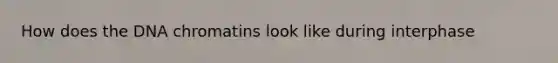 How does the DNA chromatins look like during interphase