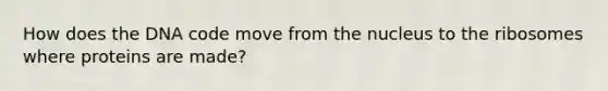 How does the DNA code move from the nucleus to the ribosomes where proteins are made?