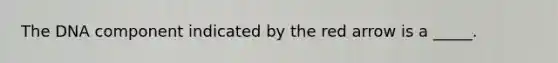 The DNA component indicated by the red arrow is a _____.
