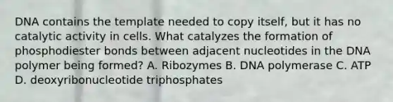 DNA contains the template needed to copy itself, but it has no catalytic activity in cells. What catalyzes the formation of phosphodiester bonds between adjacent nucleotides in the DNA polymer being formed? A. Ribozymes B. DNA polymerase C. ATP D. deoxyribonucleotide triphosphates