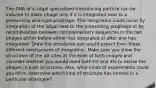 The DNA of a λdgal specialized transducing particle can be induced to make phage only if it is integrated next to a preexisting wild-type prophage. This integration could occur by integration of the λdgal next to the preexisting prophage or by recombination between complementary sequences in the two phages either before either has integrated or after one has integrated. Draw the structures you would expect from these different mechanisms of integration. Make sure you show the structures of the att sites at the ends of both phages and consider whether you would need both Int and Xis to excise the phages in both structures. Also, what kinds of experiments could you do to determine which kind of structure has formed in a particular dilysogen?