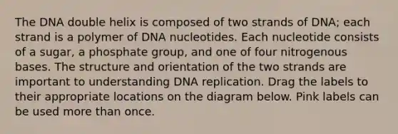 The DNA double helix is composed of two strands of DNA; each strand is a polymer of DNA nucleotides. Each nucleotide consists of a sugar, a phosphate group, and one of four nitrogenous bases. The structure and orientation of the two strands are important to understanding <a href='https://www.questionai.com/knowledge/kofV2VQU2J-dna-replication' class='anchor-knowledge'>dna replication</a>. Drag the labels to their appropriate locations on the diagram below. Pink labels can be used <a href='https://www.questionai.com/knowledge/keWHlEPx42-more-than' class='anchor-knowledge'>more than</a> once.