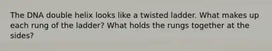 The DNA double helix looks like a twisted ladder. What makes up each rung of the ladder? What holds the rungs together at the sides?