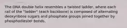 The DNA double helix resembles a twisted ladder, where each rail of the "ladder" (each backbone) is composed of alternating deoxyribose sugars and phosphate groups joined together by phosphodiester bonds.