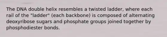 The DNA double helix resembles a twisted ladder, where each rail of the "ladder" (each backbone) is composed of alternating deoxyribose sugars and phosphate groups joined together by phosphodiester bonds.