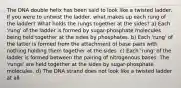 The DNA double helix has been said to look like a twisted ladder. If you were to untwist the ladder, what makes up each rung of the ladder? What holds the rungs together at the sides? a) Each 'rung' of the ladder is formed by sugar-phosphate molecules being held together at the sides by phosphates. b) Each 'rung' of the latter is formed from the attachment of base pairs with nothing holding them together at the sides. c) Each 'rung' of the ladder is formed between the pairing of nitrogenous bases. The 'rungs' are held together at the sides by sugar-phosphate molecules. d) The DNA strand does not look like a twisted ladder at all.