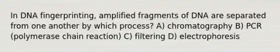 In DNA fingerprinting, amplified fragments of DNA are separated from one another by which process? A) chromatography B) PCR (polymerase chain reaction) C) filtering D) electrophoresis