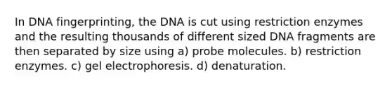 In DNA fingerprinting, the DNA is cut using restriction enzymes and the resulting thousands of different sized DNA fragments are then separated by size using a) probe molecules. b) restriction enzymes. c) gel electrophoresis. d) denaturation.