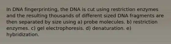 In <a href='https://www.questionai.com/knowledge/kAxD8GcgQM-dna-fingerprinting' class='anchor-knowledge'>dna fingerprinting</a>, the DNA is cut using restriction enzymes and the resulting thousands of different sized DNA fragments are then separated by size using a) probe molecules. b) restriction enzymes. c) gel electrophoresis. d) denaturation. e) hybridization.