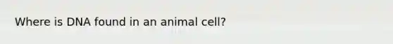 Where is DNA found in an animal cell?