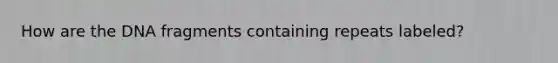 How are the DNA fragments containing repeats labeled?