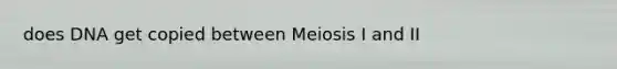 does DNA get copied between Meiosis I and II