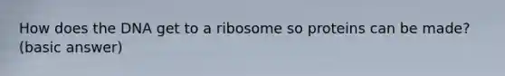 How does the DNA get to a ribosome so proteins can be made? (basic answer)