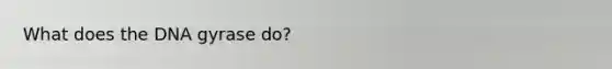 What does the DNA gyrase do?