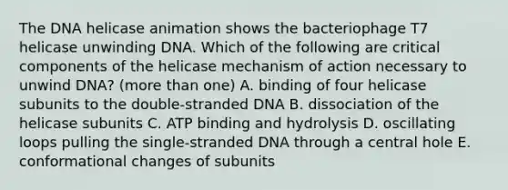 The DNA helicase animation shows the bacteriophage T7 helicase unwinding DNA. Which of the following are critical components of the helicase mechanism of action necessary to unwind DNA? (more than one) A. binding of four helicase subunits to the double-stranded DNA B. dissociation of the helicase subunits C. ATP binding and hydrolysis D. oscillating loops pulling the single-stranded DNA through a central hole E. conformational changes of subunits