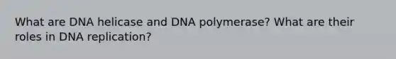 What are DNA helicase and DNA polymerase? What are their roles in DNA replication?