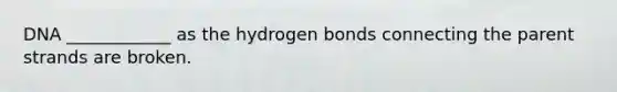 DNA ____________ as the hydrogen bonds connecting the parent strands are broken.