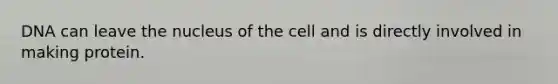 DNA can leave the nucleus of the cell and is directly involved in making protein.