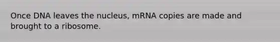 Once DNA leaves the nucleus, mRNA copies are made and brought to a ribosome.