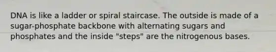 DNA is like a ladder or spiral staircase. The outside is made of a sugar-phosphate backbone with alternating sugars and phosphates and the inside "steps" are the nitrogenous bases.