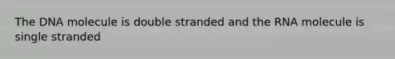 The DNA molecule is double stranded and the RNA molecule is single stranded