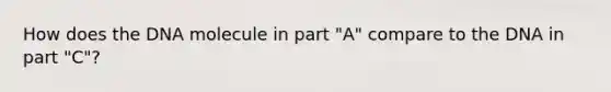 How does the DNA molecule in part "A" compare to the DNA in part "C"?